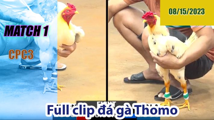 CPC3- TRẬN 1 | đá gà Thomo | 08/15/2023