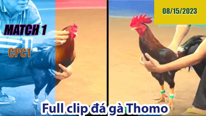 CPC1- TRẬN 1 | đá gà Thomo | 08/15/2023