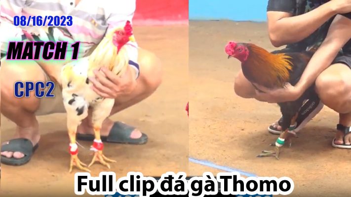 CPC2- TRẬN 1 | đá gà Thomo | 08/16/2023