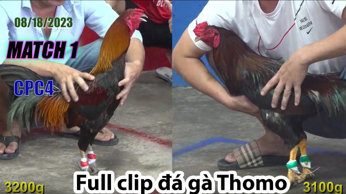 CPC4- TRẬN 1 | đá gà Thomo | 08/18/2023