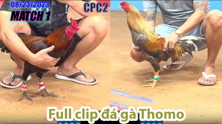 CPC2- TRẬN 1 | đá gà Thomo | 08/23/2023