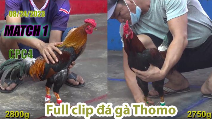 CPC4- TRẬN 1 | đá gà Thomo | 08/24/2023