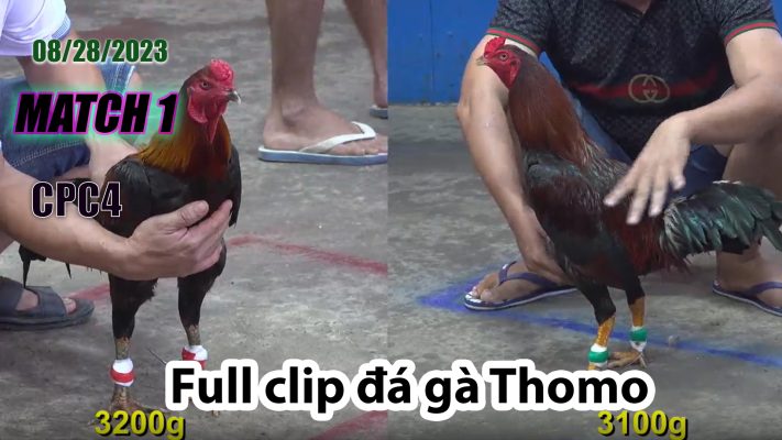 CPC4- TRẬN 1 | đá gà Thomo | 08/28/2023