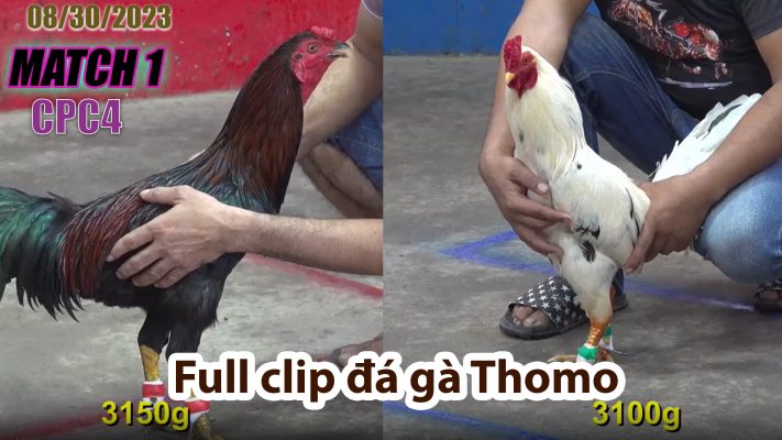 CPC4- TRẬN 1 | đá gà Thomo | 08/30/2023