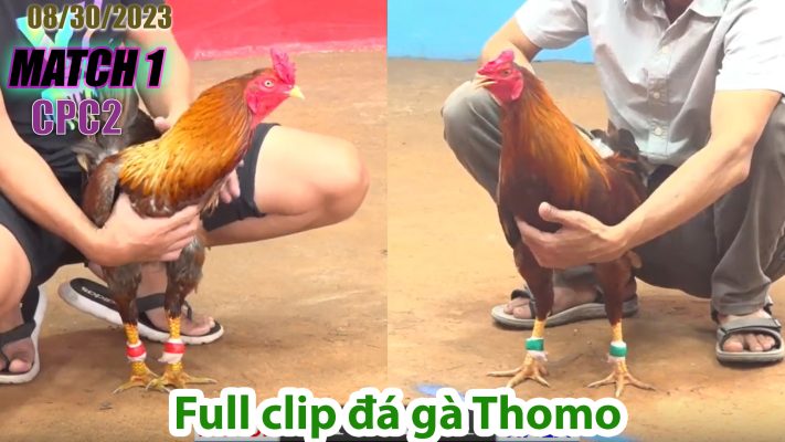 CPC2- TRẬN 1 | đá gà Thomo | 08/30/2023