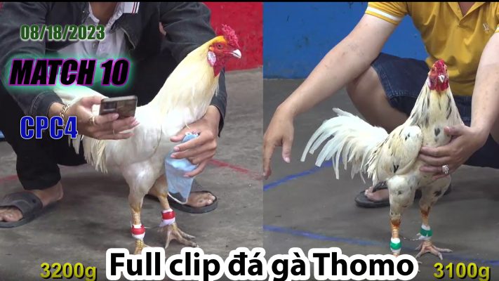 CPC4- TRẬN 10 | đá gà Thomo | 08/18/2023