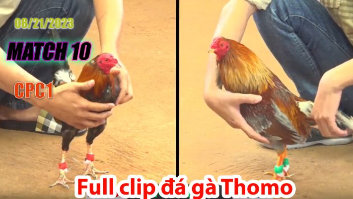 CPC1- TRẬN 10 | đá gà Thomo | 08/21/2023