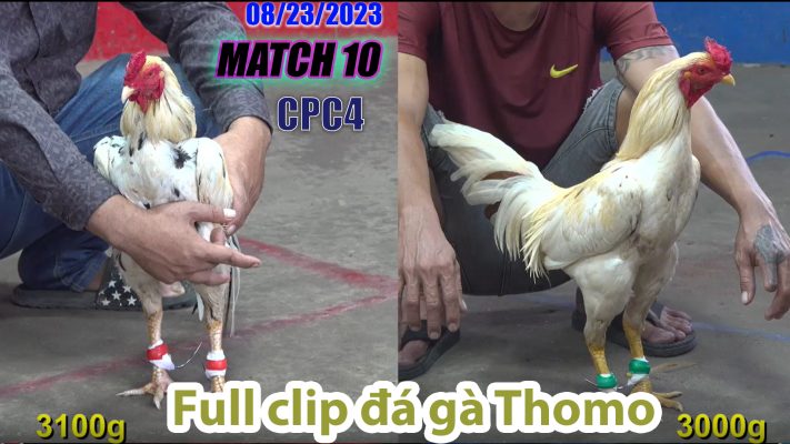 CPC4- TRẬN 10 | đá gà Thomo | 08/23/2023