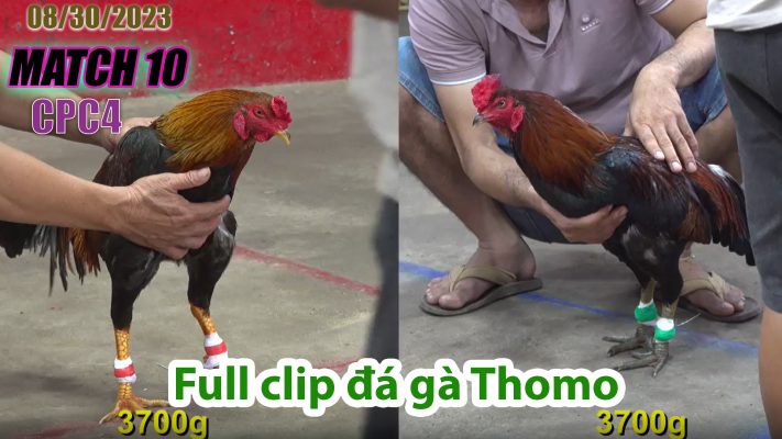 CPC4- TRẬN 10 | đá gà Thomo | 08/30/2023