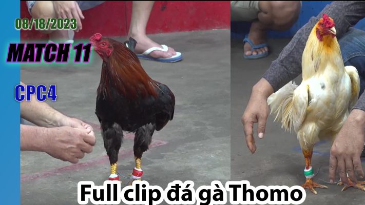 CPC4- TRẬN 11 | đá gà Thomo | 08/18/2023