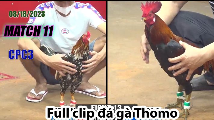 CPC3- TRẬN 11 | đá gà Thomo | 08/18/2023