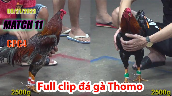 CPC4- TRẬN 11 | đá gà Thomo | 08/21/2023