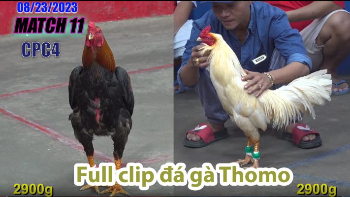 CPC4- TRẬN 11 | đá gà Thomo | 08/23/2023