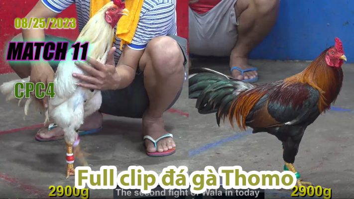 CPC4- TRẬN 11 | đá gà Thomo | 08/25/2023