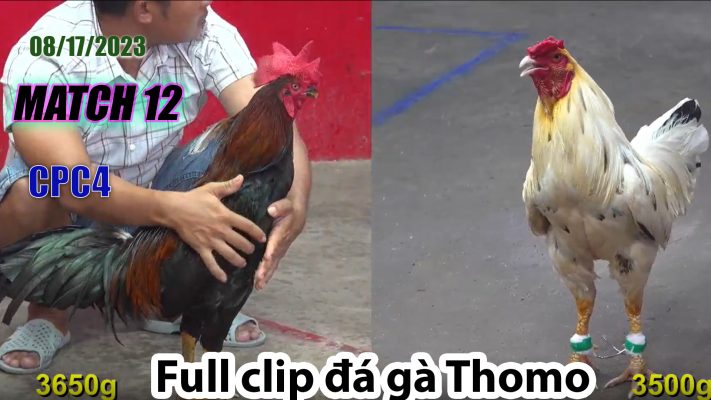 CPC4- TRẬN 12 | đá gà Thomo | 08/17/2023