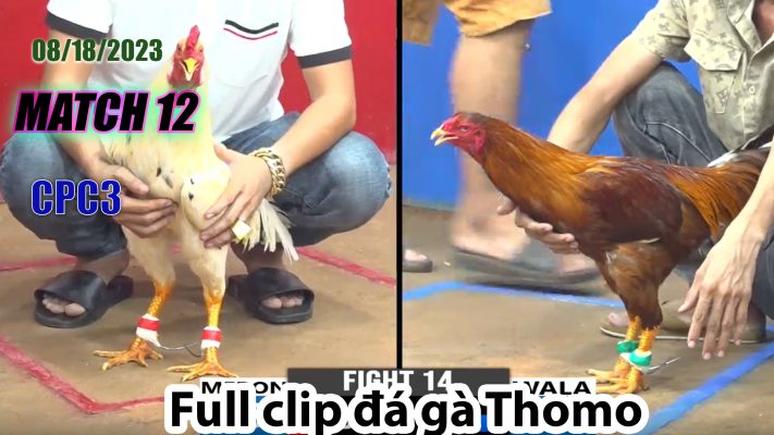 CPC3- TRẬN 12 | đá gà Thomo | 08/18/2023