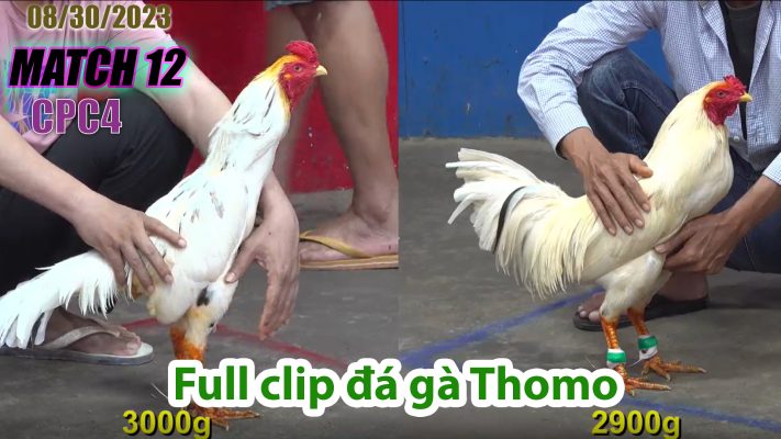 CPC4- TRẬN 12 | đá gà Thomo | 08/30/2023