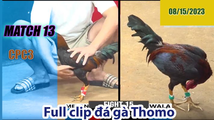 CPC3- TRẬN 13 | đá gà Thomo | 08/15/2023