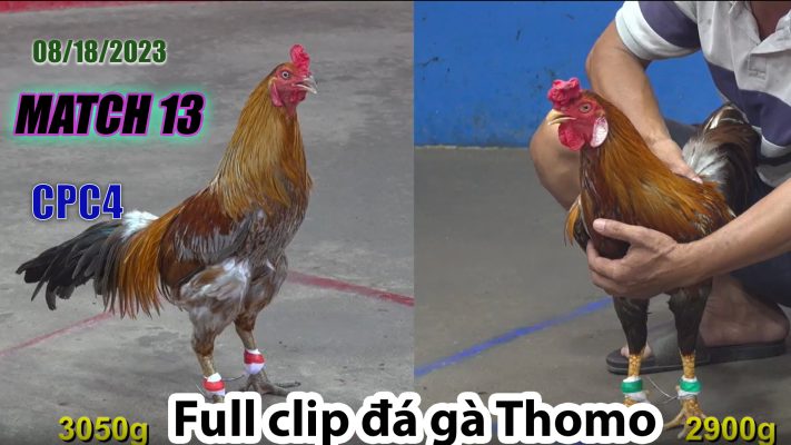 CPC4- TRẬN 13 | đá gà Thomo | 08/18/2023