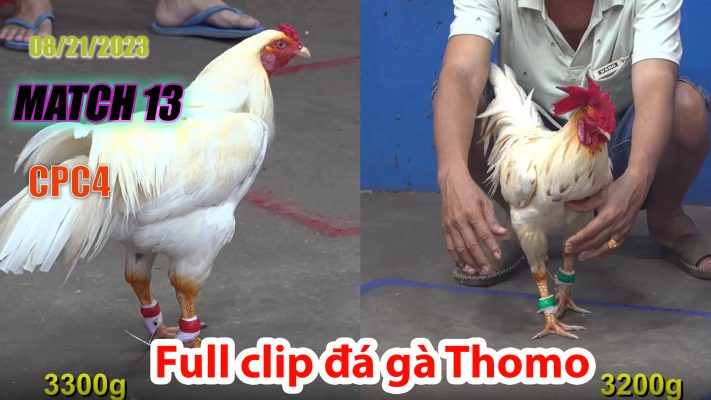 CPC4- TRẬN 13 | đá gà Thomo | 08/21/2023