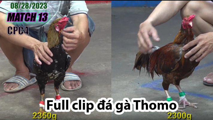 CPC4- TRẬN 13 | đá gà Thomo | 08/28/2023