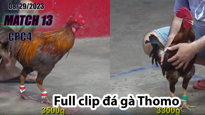 CPC4- TRẬN 13 | đá gà Thomo | 08/29/2023