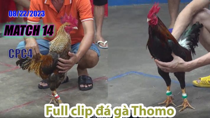 CPC4- TRẬN 14 | đá gà Thomo | 08/22/2023