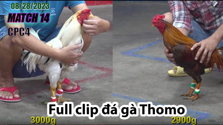 CPC4- TRẬN 14 | đá gà Thomo | 08/28/2023