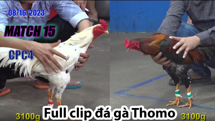 CPC4- TRẬN 15 | đá gà Thomo | 08/16/2023