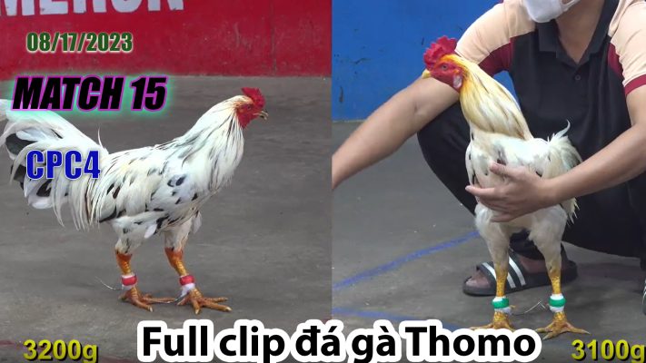 CPC4- TRẬN 15 | đá gà Thomo | 08/17/2023