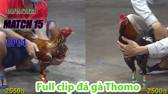 CPC4- TRẬN 15 | đá gà Thomo | 08/19/2023