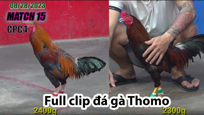 CPC4- TRẬN 15 | đá gà Thomo | 08/28/2023