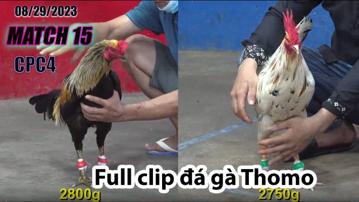 CPC4- TRẬN 15 | đá gà Thomo | 08/29/2023