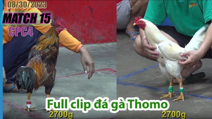 CPC4- TRẬN 15 | đá gà Thomo | 08/30/2023