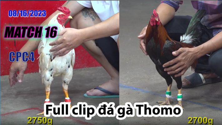 CPC4- TRẬN 16 | đá gà Thomo | 08/16/2023