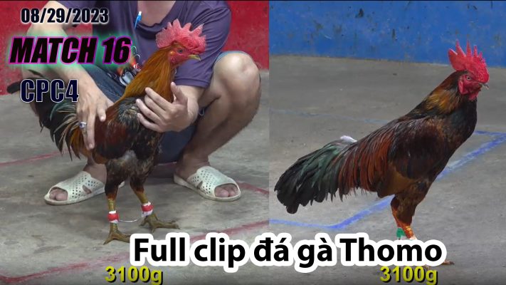 CPC4- TRẬN 16 | đá gà Thomo | 08/29/2023