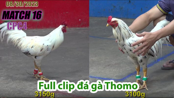 CPC2- TRẬN 16 | đá gà Thomo | 08/30/2023