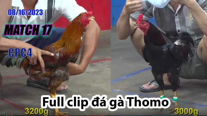 CPC4- TRẬN 17 | đá gà Thomo | 08/16/2023