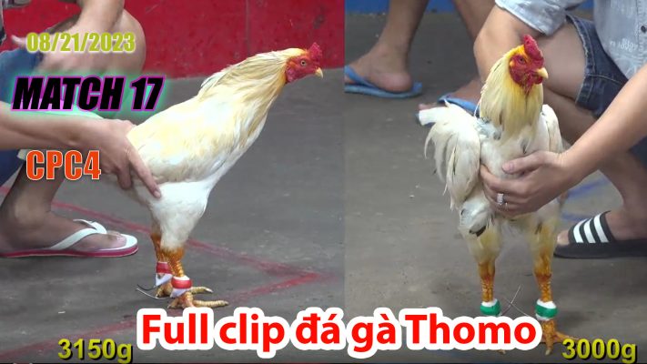 CPC4- TRẬN 17 | đá gà Thomo | 08/21/2023