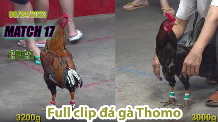 CPC4- TRẬN 17 | đá gà Thomo | 08/24/2023