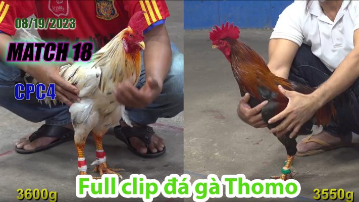 CPC4- TRẬN 18 | đá gà Thomo | 08/19/2023