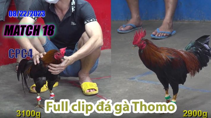 CPC4- TRẬN 18 | đá gà Thomo | 08/22/2023