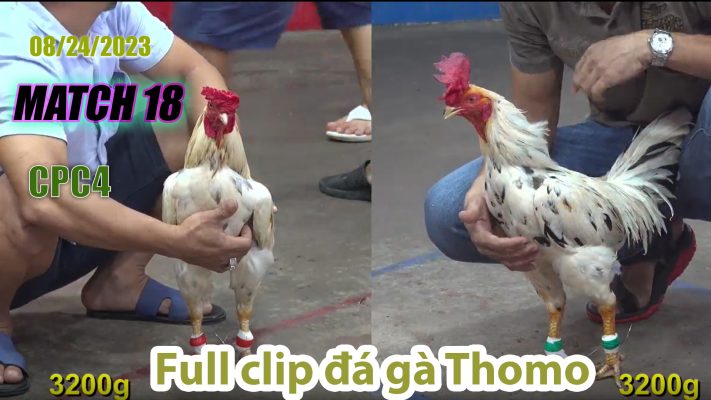 CPC4- TRẬN 18 | đá gà Thomo | 08/24/2023