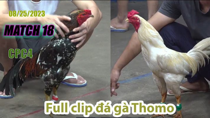 CPC4- TRẬN 18 | đá gà Thomo | 08/25/2023