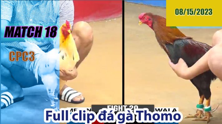 CPC3- TRẬN 18 | đá gà Thomo | 08/15/2023