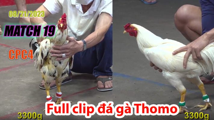 CPC4- TRẬN 19 | đá gà Thomo | 08/21/2023