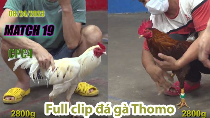 CPC4- TRẬN 19 | đá gà Thomo | 08/24/2023