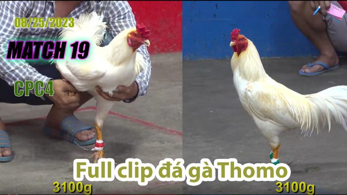 CPC4- TRẬN 19 | đá gà Thomo | 08/25/2023