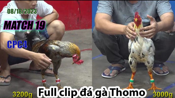 CPC4- TRẬN 19 | đá gà Thomo | 08/18/2023