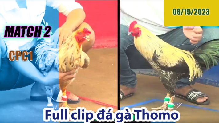 CPC1- TRẬN 2 | đá gà Thomo | 08/15/2023